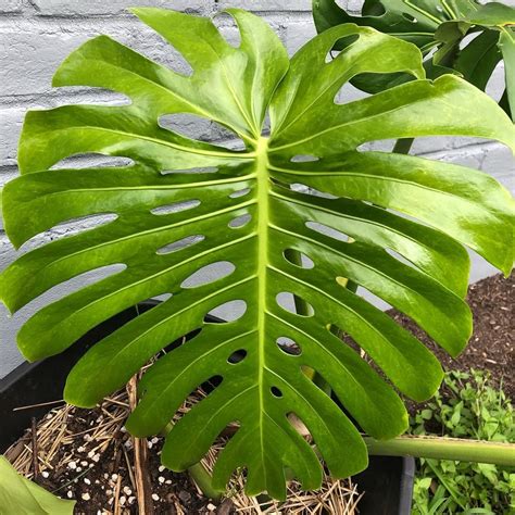https://cdn.shortpixel.ai/spai/q_lossy+ret_img+to_auto/houseplantalley.com/wp-content/uploads/2025/02/monstera-leaf-secondary-midrib-holes.jpg
