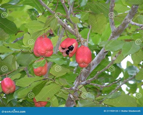 Ackee Tree with Ripe Fruits, Jamaica Stock Image - Image of soap ...