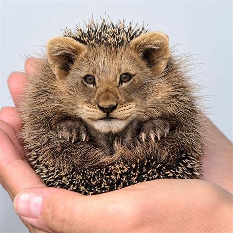 Image result for 2 Animals Photoshop Tutorial