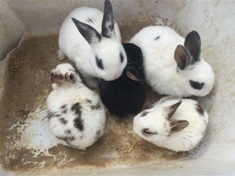 Mini Rex Rabbits For Sale | Mount Airy, GA #181500