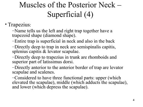 07-Muscles-of-Posterior-Neck-1.ppt insertion amd origine | PPT