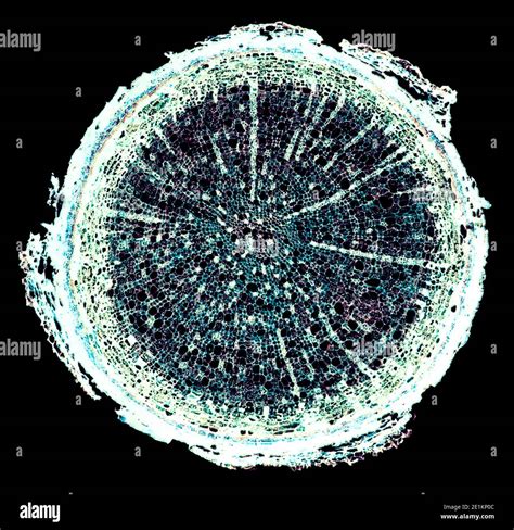 Cell Microscope 的图像结果
