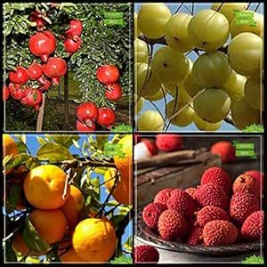 Creative Farmer High Germination Combo Fruit : Pomagranate Dwarf ...