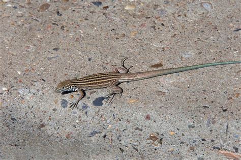 How Do Lizards Mate? - A-Z Animals