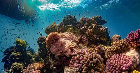 Snorkeling Experience in Jeddah - Klook India