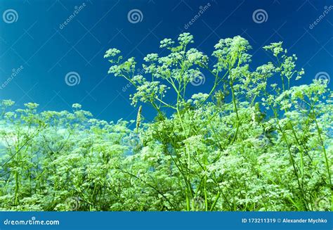Dry Apiaceae Or Umbelliferae Family Plant Close-up On Clear Light Blue ...