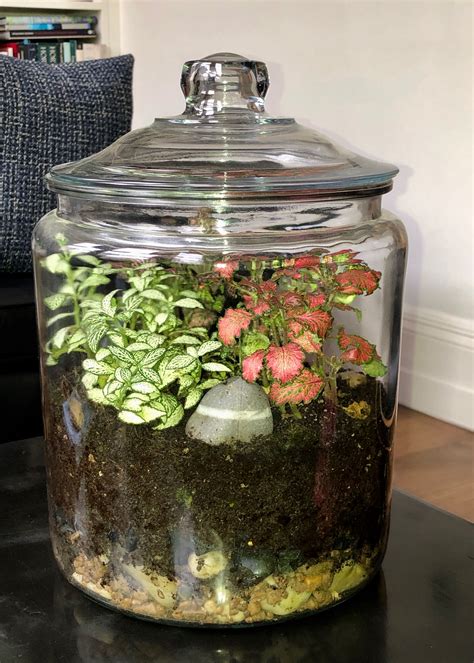 Closed Terrarium | Plantas en botellas, Terrario de vidrio, Plantas ...