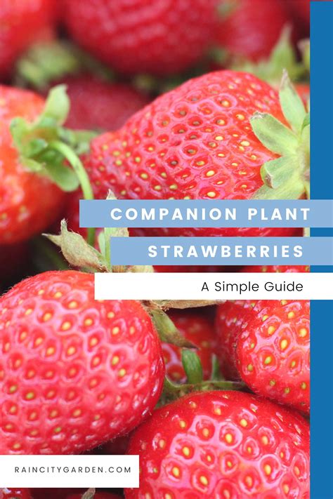 Strawberry Companion Planting Chart at Rosie Halsey blog
