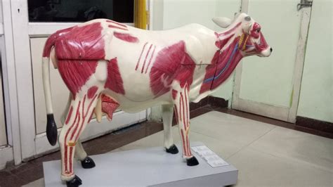 Advanced Model Cow Cattel Form 的图像结果