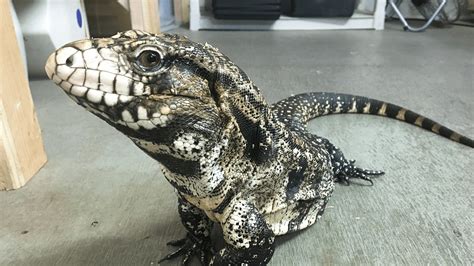Black And White Argentine Tegu Black And White Argentine Tegu
