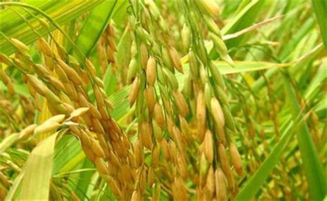 杂交水稻是哪两种水稻杂交的 可以自己留种吗？ - 农业百科