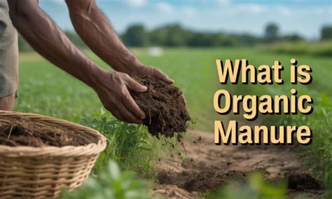 What is Organic Manure: Explained – Packmate Grreen LLP