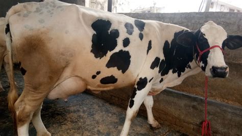 Gujarat HF Cow - Black & White Dairy Breed at Best Price for Commercial Use