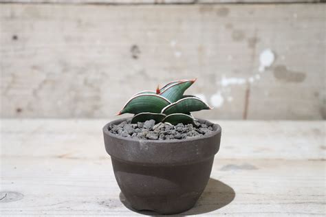 【送料無料】Sansevieria rorida〔サンセベリア〕現品発送S0006 | plane plants