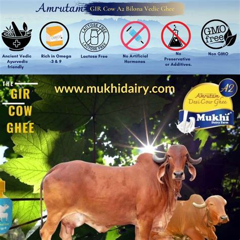 What is Gir Cow? How is Bilona Ghee Made? Benefits of Bilona Ghee ...