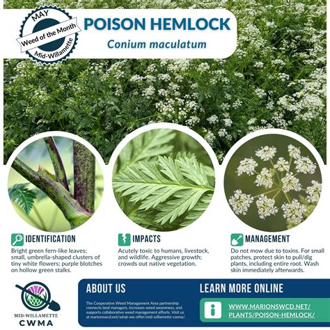 Rash From Water Hemlock at Randy Stambaugh blog