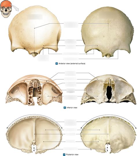 Image result for Frontal Bone Function