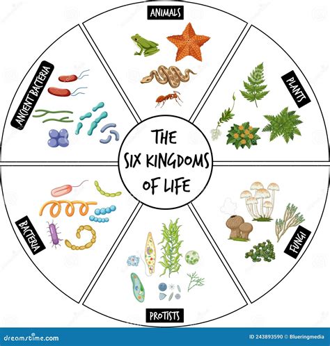 Diagram Showing Six Kingdoms of Life Stock Vector - Illustration of ...