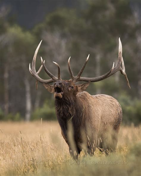 Elk Bull