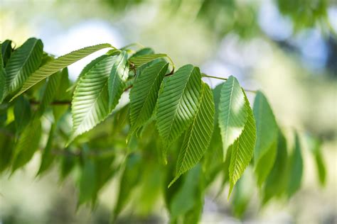 Image result for Maple Tree Identification