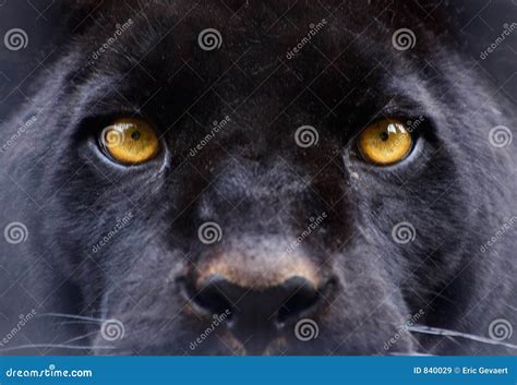 The Eyes of a Black Panther Stock Image - Image of black, kitty: 840029