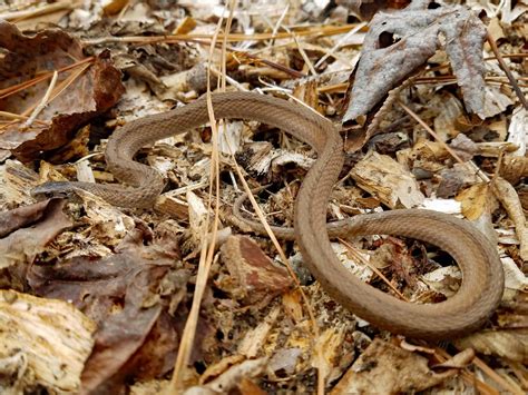 Southern Peony: 2020 Cutting Back Peonies with a Brown Garden... Snake?