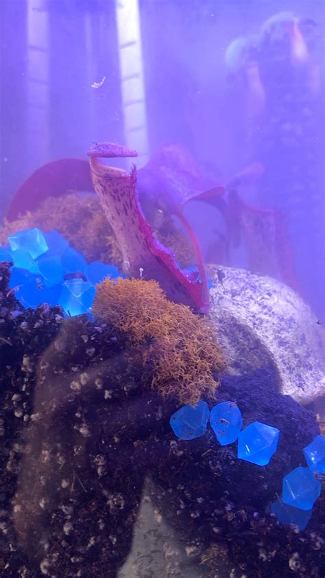 Finally got this 2 month project done! An upside down themed carnivorous plant terrarium from ...