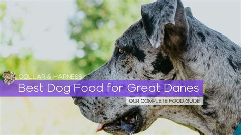 Best Dog Food for Great Danes - Adult, Puppy & Seniors - Complete Guide