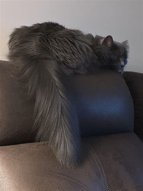 The missile is eepy : r/nebelung