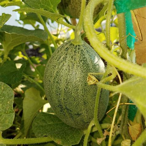 Download Green Cantaloupe Crenshaw Melon Plant Wallpaper | Wallpapers.com