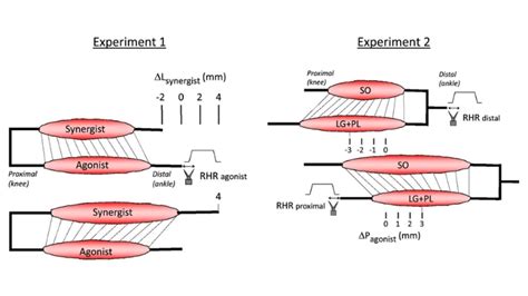 Image result for Muscle Spindle Rate Coding