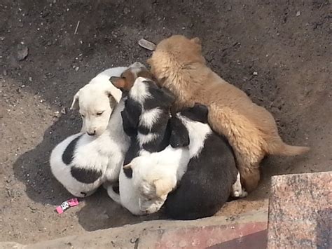 Peter Rabbit Spring 的图像结果