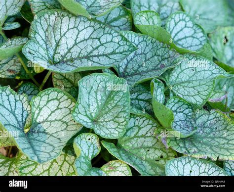 Green veined silver leaves of the ground covering hardy perennial ...