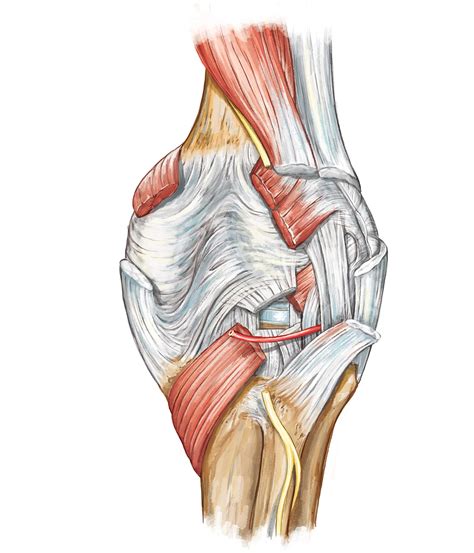 Knee Anatomy Joint Capsule at Gerald Thurmond blog