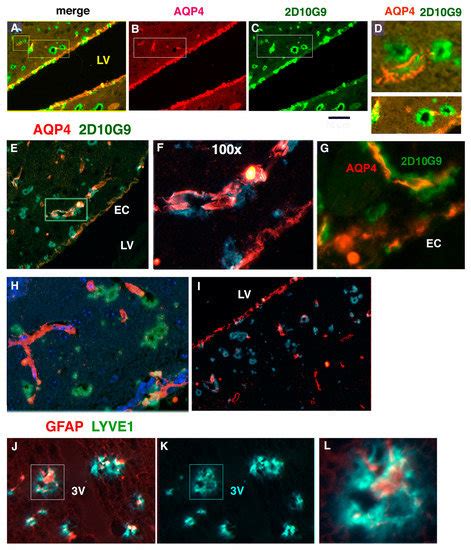 Thiocyanate Reduces Motor Impairment in the hMPO-A53T PD Mouse Model ...