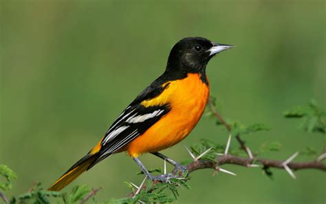 Baltimore Oriole | Audubon Field Guide
