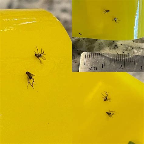 Fungus Gnats Vs Fruit Flies