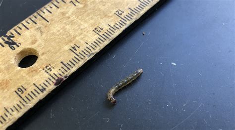 European Pepper Moth Adults and Larvae Are Active in Nurseries | NC ...