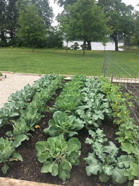 Garden Layouts for Beginners