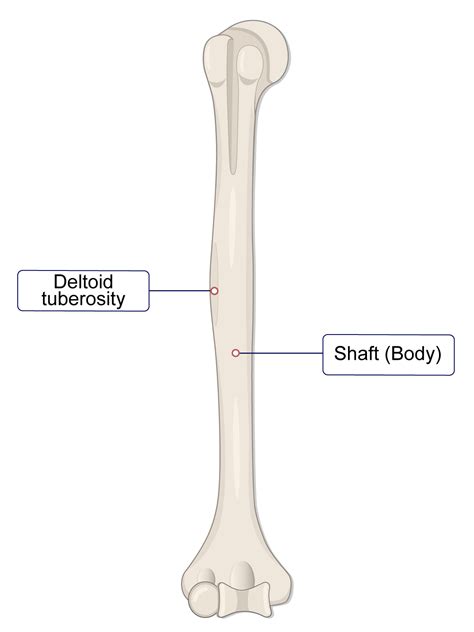 Tuberosity Vs Tubercle