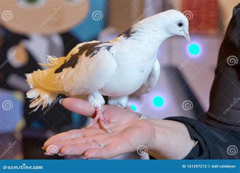 一只鸽子手上 手里握着白鸽 库存图片. 图片 包括有 敌意, 回家, 概念, 信使, 结转, 暂挂, 业余爱好 - 161297213