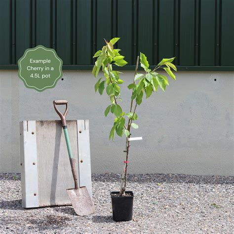 'Stella' Cherry Tree – Roots Plants