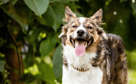 Image result for Dogs Insects