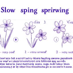 Image result for Step by Step Spring Drawing
