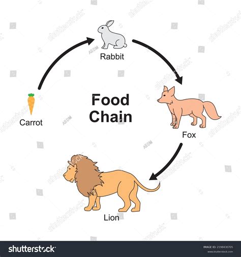 Animal Food Chain Pyramid