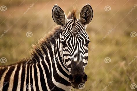 Image result for Zebra Viewer