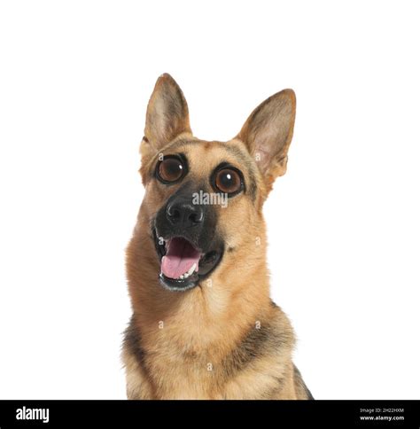 Cute Dog With Big Eyes