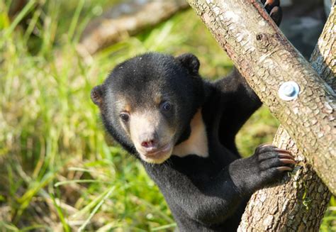 Rescue Bear Anuk - FOUR PAWS International - Animal Welfare Organisation