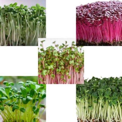 Buy Microgreens Seeds Combo of 5 Varieties Online India | Value Pack ...