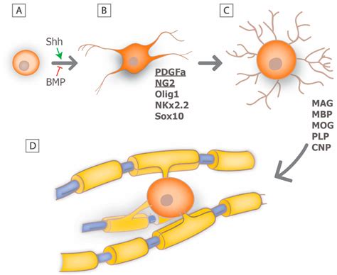 Emerging Cellular and Molecular Strategies for Enhancing Central ...